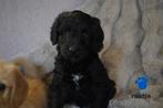 Stoere kruising labradoodle pups, medium., Nederland, Parvo, Overige rassen, 8 tot 15 weken