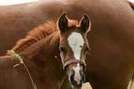 Eerste premie nrps merrie veulen, Dieren en Toebehoren, Pony's, Merrie, Springpony, Gechipt, 0 tot 2 jaar