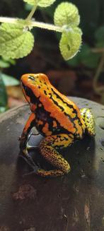 Phyllobates vittatus sp., Amfibie