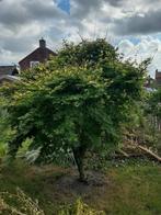 Grote Japanse Acer, Tuin en Terras, Planten | Bomen, Ophalen, Bloeit niet, Halfschaduw, Overige soorten
