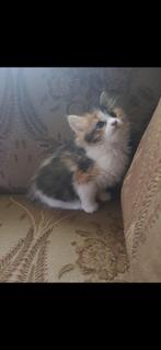 Kittens, Poes, 0 tot 2 jaar