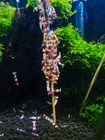 Crystal Red Garnalen, Kreeft, Krab of Garnaal, Zoetwatervis, Schoolvis