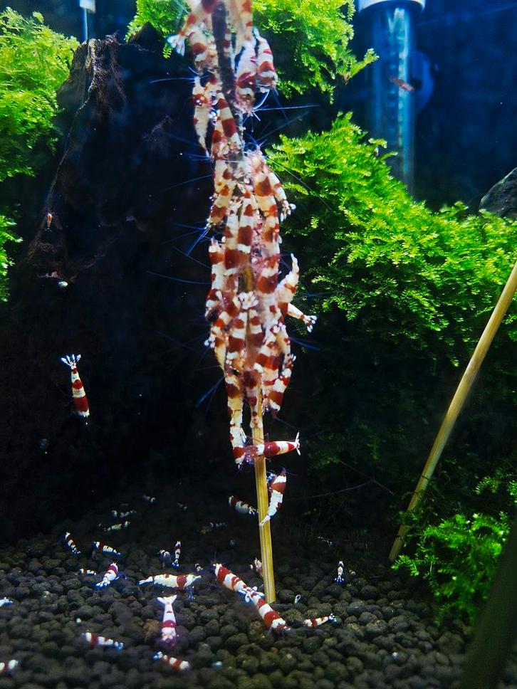 Crystal Red Garnalen, Dieren en Toebehoren, Vissen | Aquariumvissen, Zoetwatervis, Kreeft, Krab of Garnaal, Schoolvis