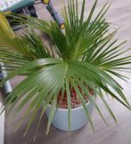 Luxe kamerplant inkl pot, Ophalen of Verzenden