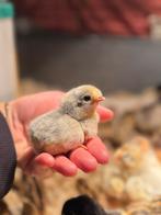 Araucana levendel kuikens - blauw groene eieren, Dieren en Toebehoren, Pluimvee, Geslacht onbekend, Kip