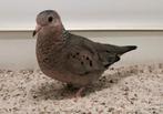 Musduifjes - 2025, Meerdere dieren, Geringd