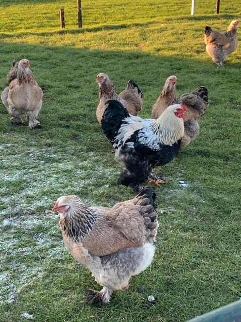 Broedeieren Brahma Zalm (zwart + blauw), super bevrucht!, Dieren en Toebehoren, Pluimvee, Kip, Geslacht onbekend