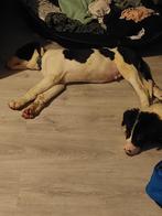 Kruising pups, 8 tot 15 weken, Groot, Meerdere, Meerdere dieren