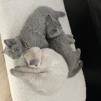 Britsekorthaar 12 wk raszuiver blue hazel koper kleur ogen, Dieren en Toebehoren, Katten en Kittens | Dekkaters