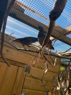 Koppeltje californische kuifkwartels, Meerdere dieren, Tropenvogel