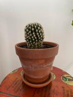 Gezonde cactus, Ophalen, Cactus, Volle zon, Minder dan 100 cm