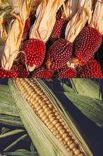 Mais zaden, Verzenden, Zaad