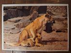 Dieren - Leeuw, Ophalen of Verzenden, Gelopen, Wild dier