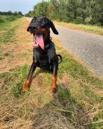 Dobermann teefje herplaatsing., 1 tot 2 jaar, Teef, Eén hond, Nederland