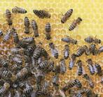 Sterk bijenvolk, kunstzwerm, koningin, Bijen