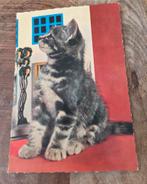 Klein grijs katje kijkt omhoog, Verzenden, 1980 tot heden, Ongelopen, Hond of Kat