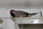 Spitsstaartamadine, Dieren en Toebehoren, Vogels | Overige Vogels, Geslacht onbekend, Tropenvogel