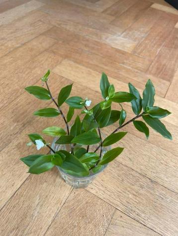 🪴 Vaderplant Tradescantia green hill gewortelde stekjes beschikbaar voor biedingen