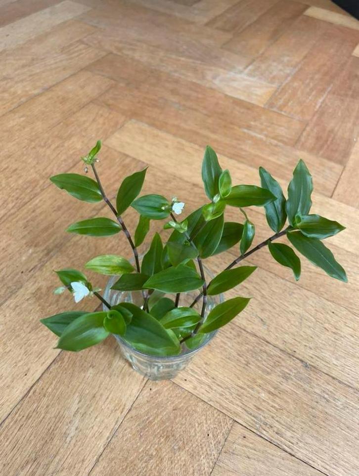 🪴 Vaderplant Tradescantia green hill gewortelde stekjes, Huis en Inrichting, Kamerplanten, Minder dan 100 cm, Bloeiende kamerplant