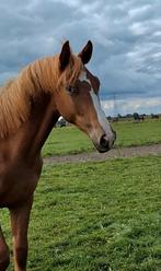 Chique jaarling v. Extreme x Belissimo, Dieren en Toebehoren, Paarden, Hengst, Minder dan 160 cm, Dressuurpaard, 0 tot 2 jaar