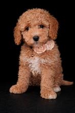 WIJ MOGEN VERHUIZEN 💞 Medium Australian labradoodle pups 💞, Parvo, Overige rassen, 8 tot 15 weken, Meerdere