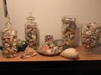 Schelpen verzameling., Ophalen, Schelp(en)