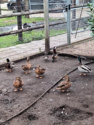 Trio wilde eenden beschikbaar voor biedingen