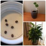 Madagascar Jewel zaadjes of stekjes, Overige soorten, 150 tot 200 cm, Groene kamerplant, Halfschaduw