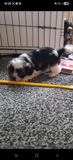 Boomer pups, Dieren en Toebehoren, Honden | Chihuahua's en Gezelschapshonden, Overige rassen, CDV (hondenziekte), 8 tot 15 weken
