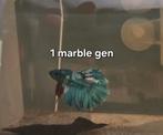 Betta Splendis half moon mannen., Vis