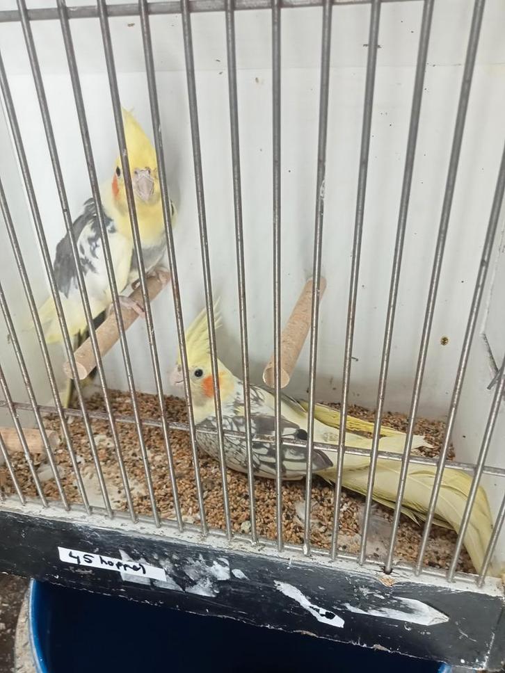 Diverse valkparkieten, Dieren en Toebehoren, Vogels | Parkieten en Papegaaien, Parkiet, Meerdere dieren