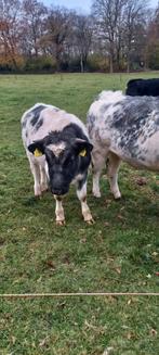 1 BWB stier  van 16 maand, Dieren en Toebehoren, Mannelijk, 0 tot 2 jaar