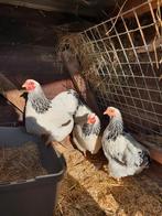 Wyandotte kriel hennen met hok, Dieren en Toebehoren, Pluimvee, Vrouwelijk, Kip