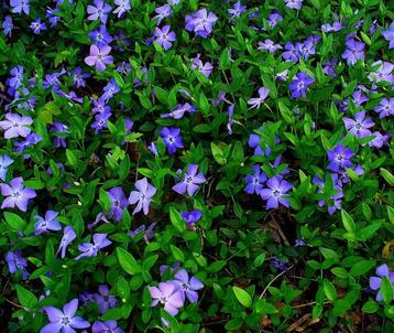 Vinca Minor | Maagdenpalm | Chemievrij | Groenblijvend beschikbaar voor biedingen