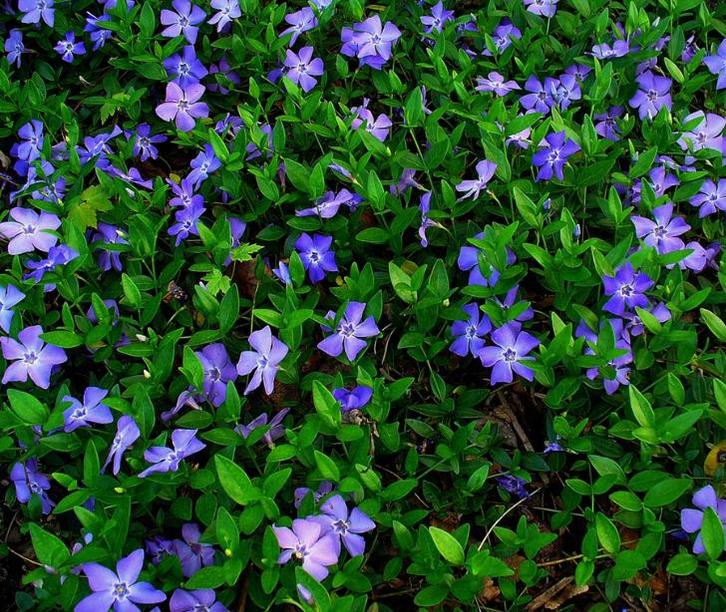 Vinca Minor | Maagdenpalm | Chemievrij | Groenblijvend, Tuin en Terras, Planten | Tuinplanten, Vaste plant, Bodembedekkers, Halfschaduw