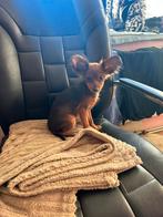 Toy terriër puppy's, Dieren en Toebehoren, Honden | Bulldogs, Pinschers en Molossers, Nederland, Rabiës (hondsdolheid), 8 tot 15 weken