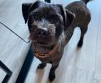 Gecastreerde reu, Dieren en Toebehoren, Rabiës (hondsdolheid), Eén hond, 3 tot 5 jaar, Nederland