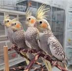 valkparkieten va €22, Meerdere dieren, Parkiet, Pratend