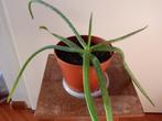 Aloe vera – echte plant – groene kamerplant  vetplant, Ophalen, Vetplant, Halfschaduw, In pot