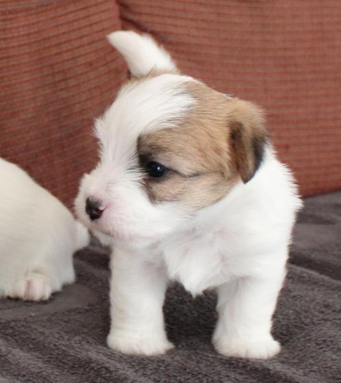 ruwhaar jack russel pups met stamboom, Dieren en Toebehoren, Honden | Jack Russells en Terriërs, Meerdere dieren, Jack Russell Terriër