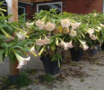 Brugmansia stekken - engelentrompet beschikbaar voor biedingen