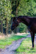 Paardrijlessen voor jong en oud!, Diensten en Vakmensen, Dieren | Paarden | Verzorging, Oppas en Les