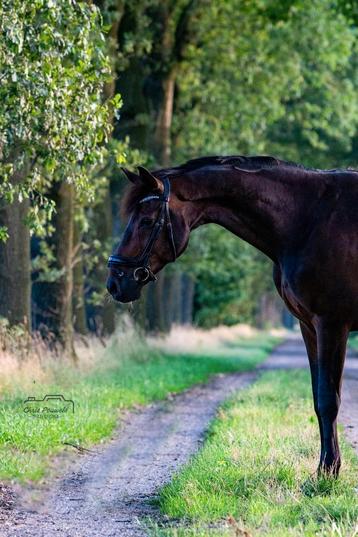 Paardrijlessen voor jong en oud! beschikbaar voor biedingen
