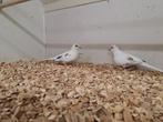 Diamantduiven bont, Meerdere dieren, Tropenvogel, Geringd