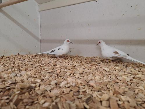 Diamantduiven bont, Dieren en Toebehoren, Vogels | Overige Vogels, Tropenvogel, Meerdere dieren, Geringd