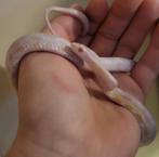 Snow korenslang, Slang, 0 tot 2 jaar