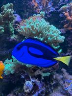 Zeeaquarium vissen, Dieren en Toebehoren, Vissen | Aquaria en Toebehoren, Ophalen of Verzenden