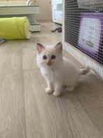 Ragdoll kittens te koop, Meerdere dieren, Ontwormd, 0 tot 2 jaar