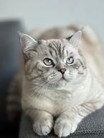 Britse Korthaar kat voor paring . cat for mating, 0 tot 2 jaar