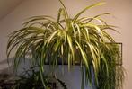 Chlorophytum, graslelie,  spinnenplant, Huis en Inrichting, Kamerplanten, Ophalen, Halfschaduw, Minder dan 100 cm